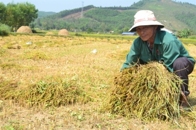 Đắng lòng nông dân gieo phải lúa lép hạt